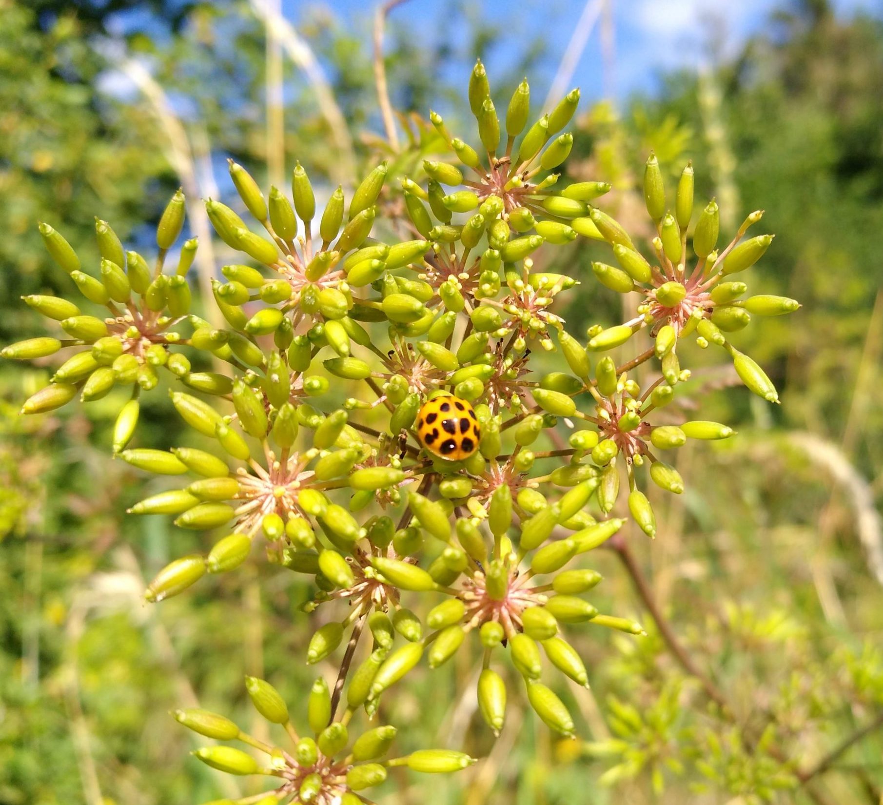 Blüten im Juni