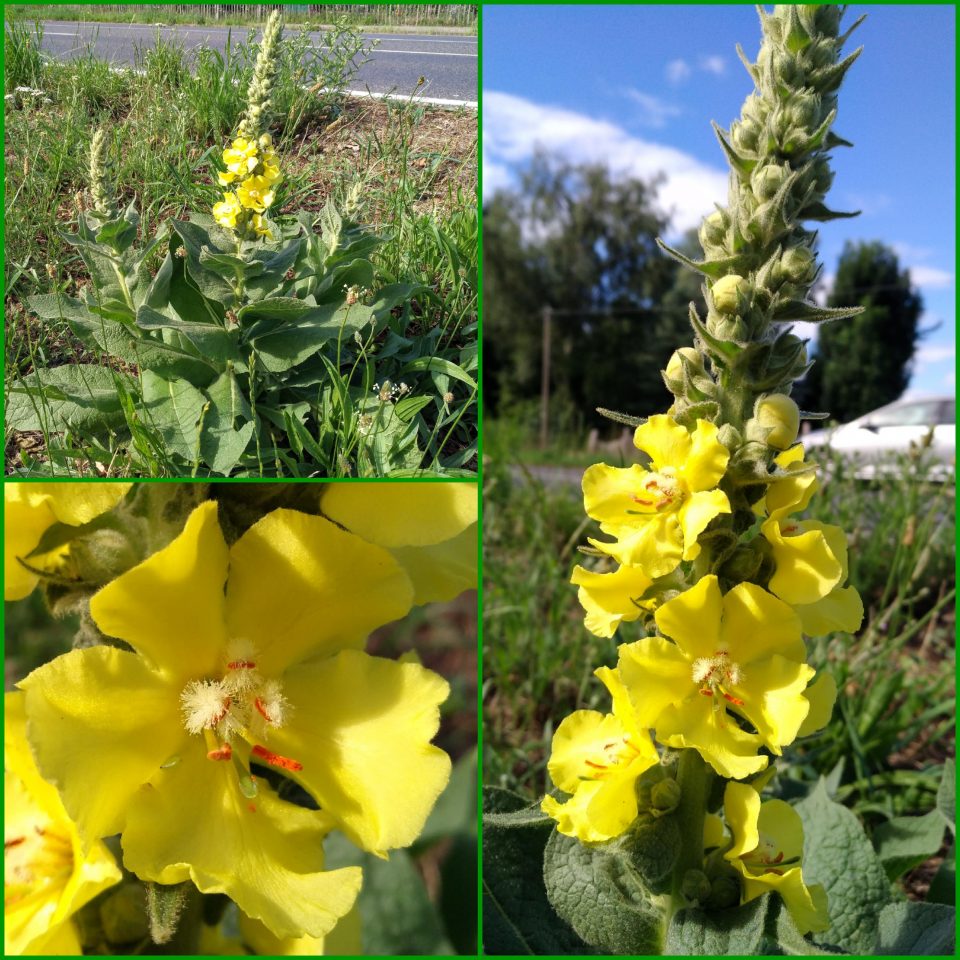 Königskerze Blüten im Juni